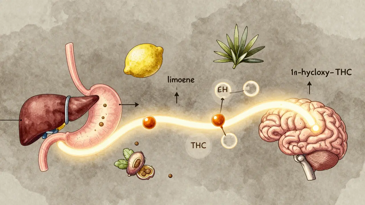 Ilustrovaný průběh účinku gumičky: žaludek → játra → mozek, s terpeny jako limonenem a pinenem.