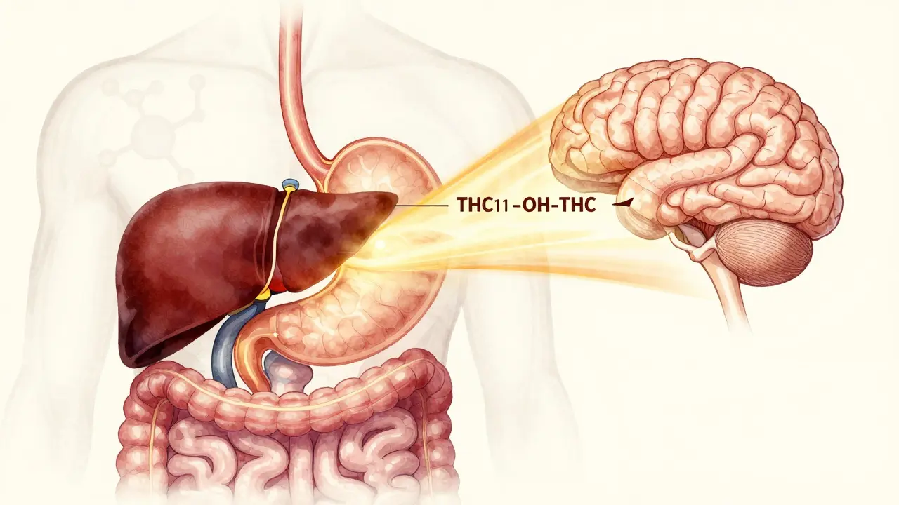 Vnitřní anatomická ilustrace cesty THC z žaludku do jater a mozku s označením metabolitu 11-OH-THC.