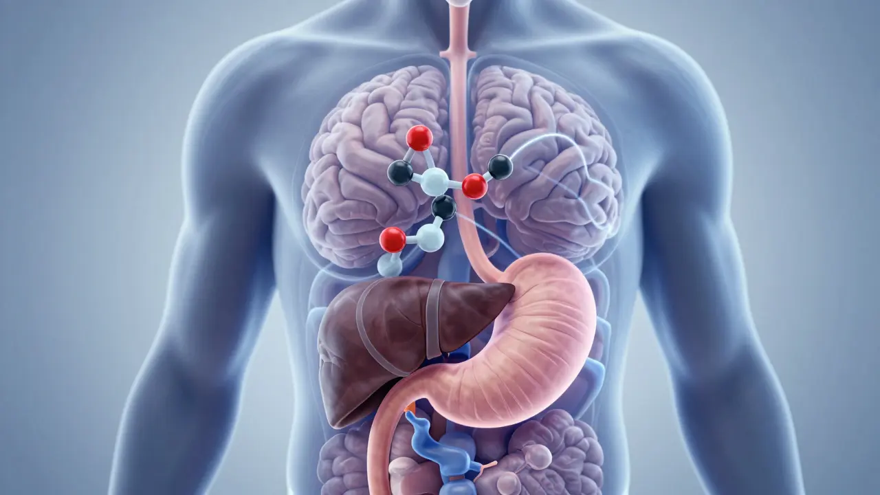 Vnitřní náčrt těla ukazující cestu CBD molekul ze žaludku do mozku.