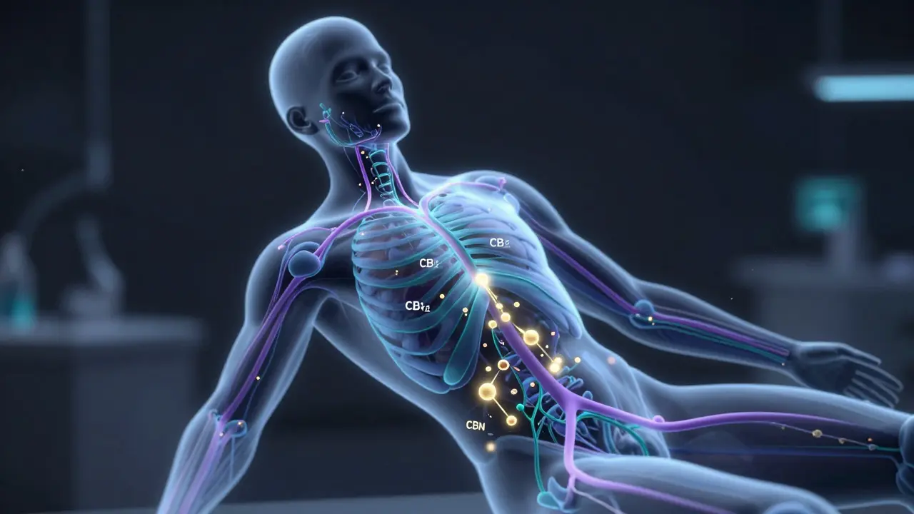 3D vizualizace receptorů v lidském těle s přikojujícími molekulami kanabinoidu CBN.