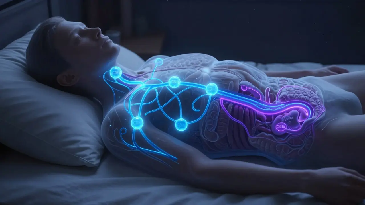 Konceptuální pohled na vnitřní biologické procesy spánku ovlivněné kanabinoidy.