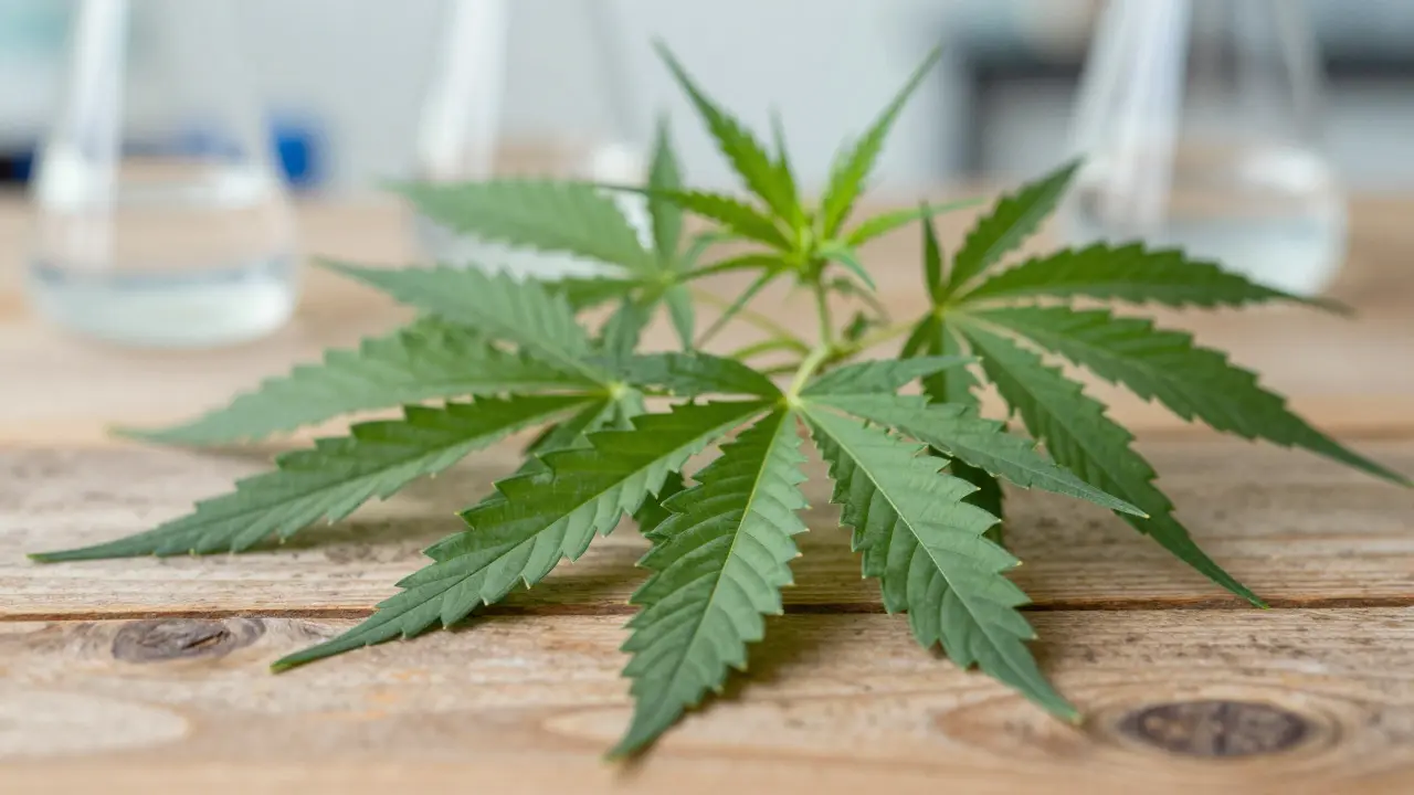 Delta 8 je konopí? Vysvětlení původu, legality a rozdílů oproti CBD